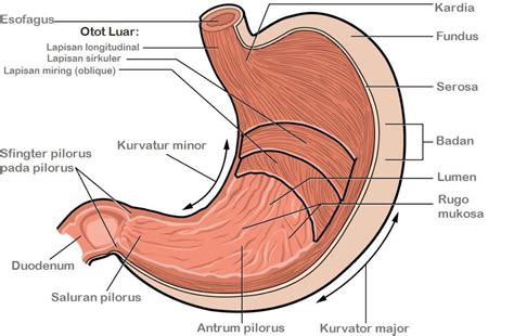 Gambar Lambung Manusia | Stomach diagram, Human digestive system, Human ...