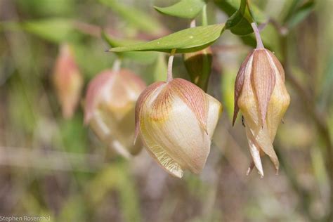 Calochortus albus Calflora