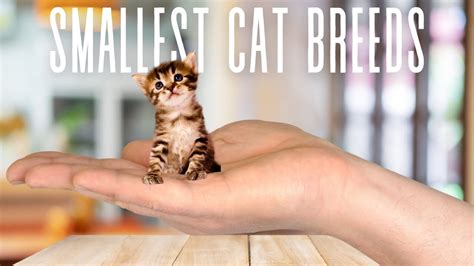 Top 7 Most Smallest Cat Breeds In The World - YouTube