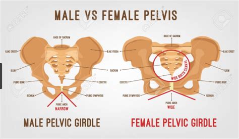 15 Structural Difference Between Male And Female Pelvis - VIVA DIFFERENCES