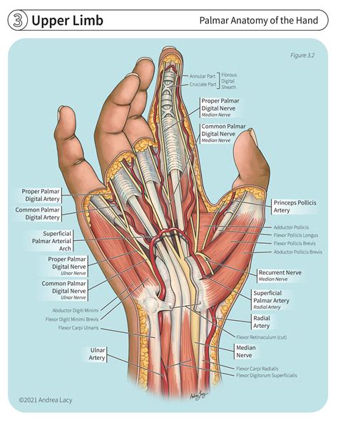 Palmar Anatomy of the Hand and Wrist