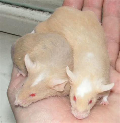 Fancy Rat Varieties: Fur Color, Eye Color, Coat Type, and Markings ...