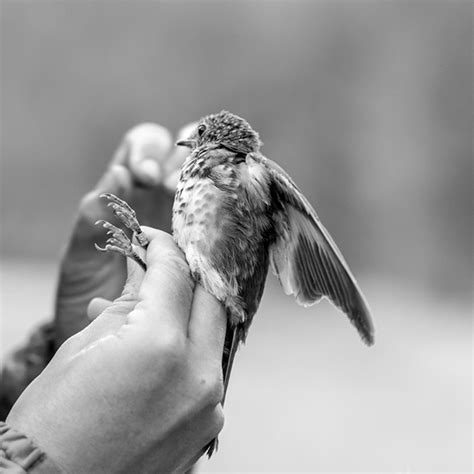 Bird in Hand · Photography :: Behance