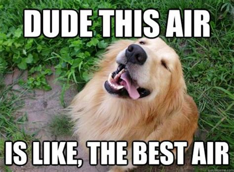 11 National Dog Day Memes That Are Just As Hilarious As They Are Cute