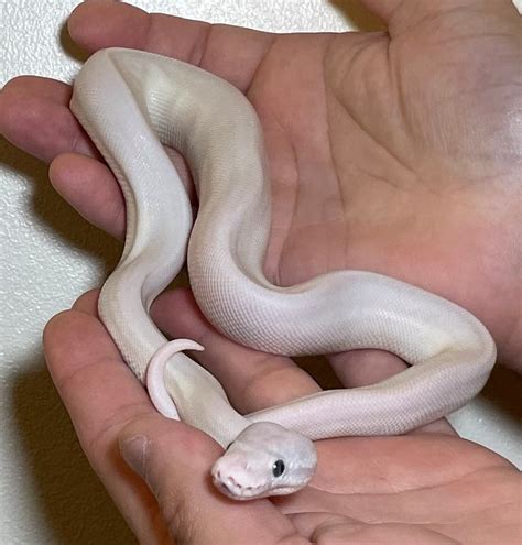 blue eyed leucistic ball python for sale | blue eyed leucistic ball python