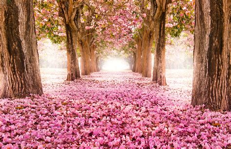 Beautiful Spring Scenery Wallpapers - Wallpaper Cave