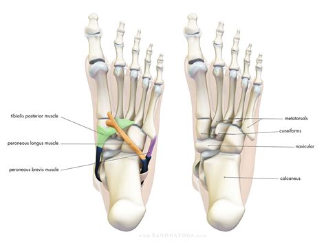 The Daily Bandha: Connecting To Your Feet In Yoga | Yoga anatomy, Yoga ...