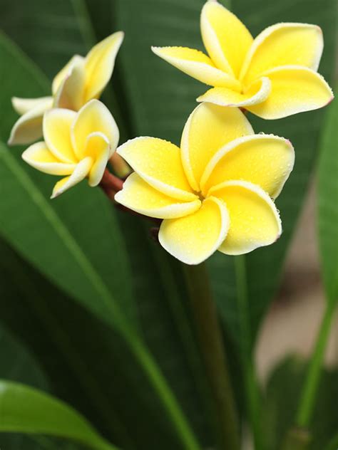 Yellow Plumeria Tree