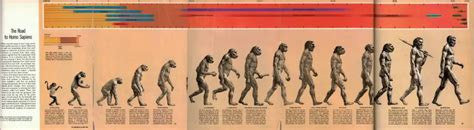 Evolution: that famous "march of progress" image is just wrong - Our Planet