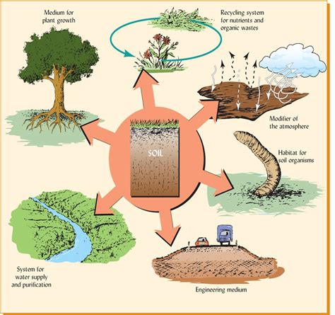 Soil Food Web, 43% OFF | iscclimatecollaborative.org