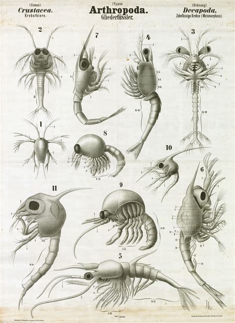 McGregor Museum » Crustaceans | Scientific illustration, Arthropods ...