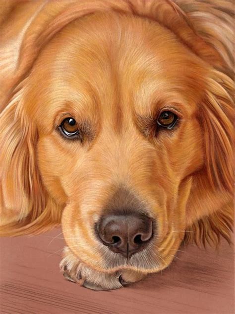 5 X Golden Retriever Dog Greetings Cards Sweet as Honey - Etsy | Dogs ...