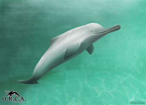 Indus River Dolphin by daggerstale on DeviantArt