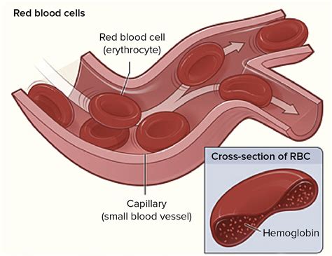 Red Blood Cells Diagram Labelled