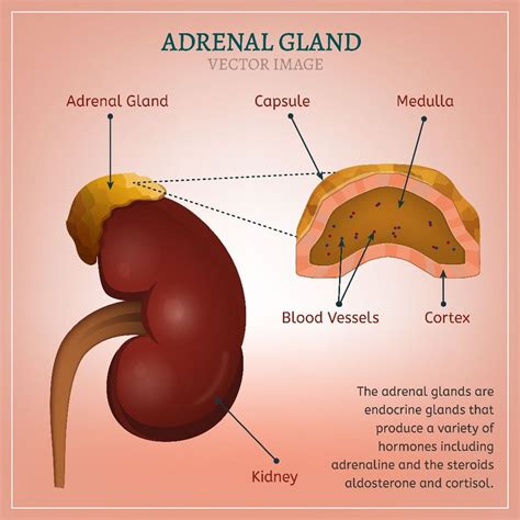 Where is the adrenal gland located - clicksfer