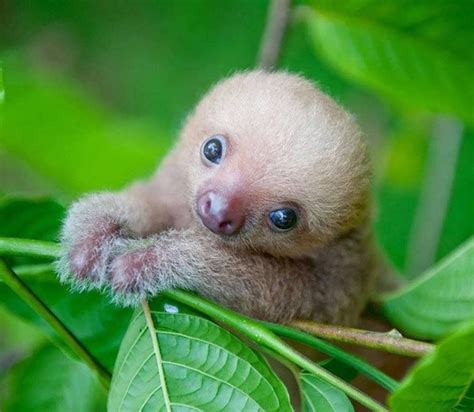 Cute Baby Sloth Photos, Videos, and Facts - Animal Hype