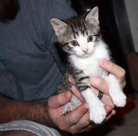 Adopt Domestic Short Hair Tabby Kitten - 2 months old Our youngest was ...