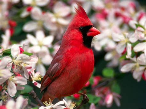 Cardinal Bird Wallpapers - Wallpaper Cave