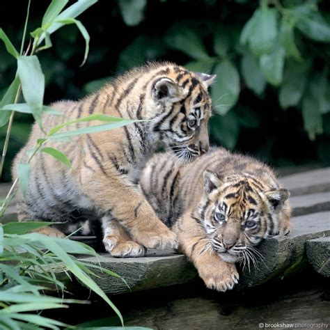 brookshaw photography — Two gorgeous Sumatran Tiger Cubs at Chester Zoo