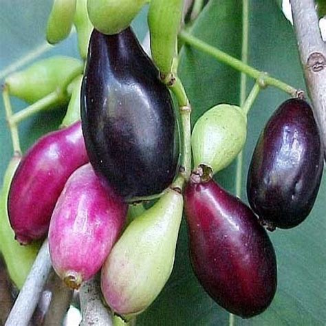 Polynesian Produce Stand : ~JAVA PLUM~ Syzygium cumini JAMBUL FRUIT ...