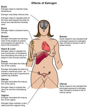 estrogen effects - Dr. Sarah Lobisco