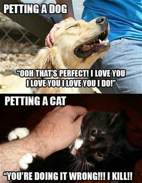 Dogs vs cats | Funny animals, Funny animal memes, Cute funny animals