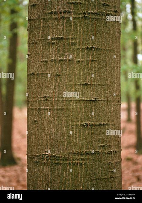 northern red oak (Quercus rubra), bark, Germany Stock Photo - Alamy