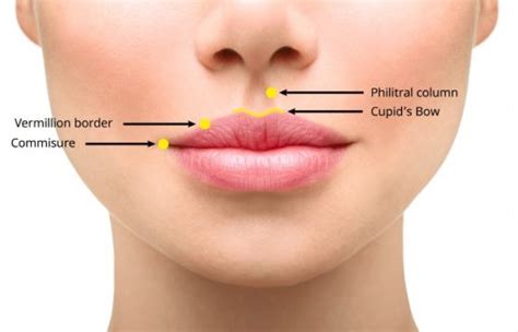 Lip Flip Botox Before And After Photos - Infoupdate.org