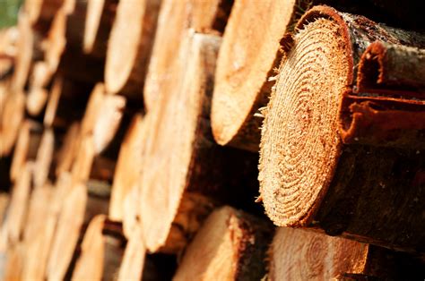 What is the difference between timber, lumber and wood?