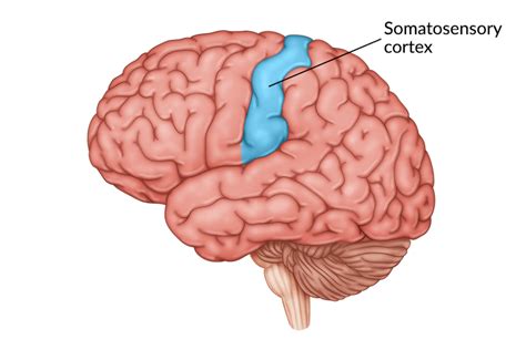 Sensory Cortex Location