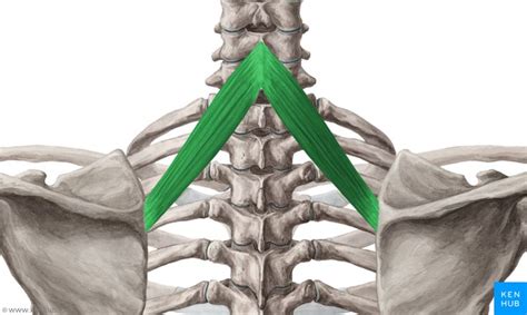 Rhomboid minor muscle - Musculus rhomboideus minor | Muscle, Human body ...