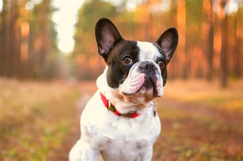 45+ Pictures Of Boston Terrier And French Bulldog Photo ...