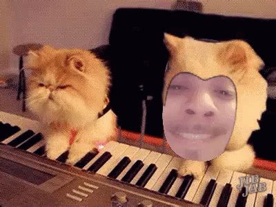 Piano Cat GIF - Piano Cat Playing - Discover & Share GIFs