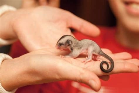 Sugar Glider Animal Facts | Petaurus breviceps | AZ Animals