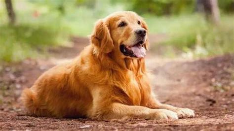 A Buddy for all times: Dog who made our lives whole - Hindustan Times