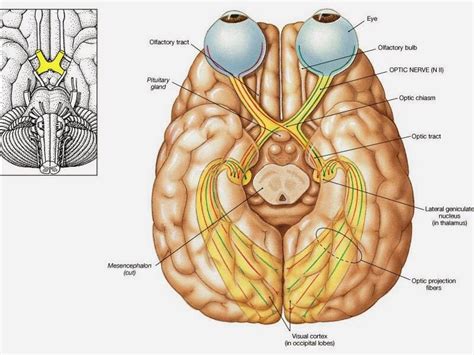 Occipital Lobe : Anatomy, Location & Function - Anatomy Info