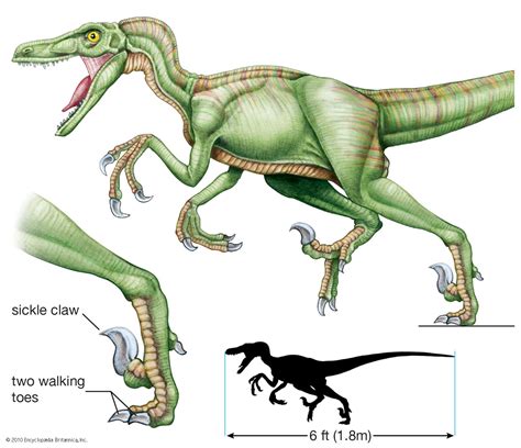 Dromaeosaur | Carnivorous Bipedal Dinosaur, Feathered Dinosaur | Britannica