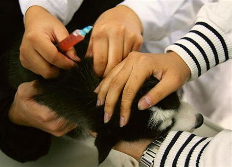 Casper Humane Society Offers Vaccination Clinic on Saturday