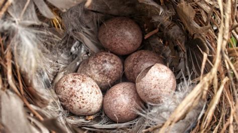 Learn About A House Wrens Nest, Eggs, And Mating Rituals