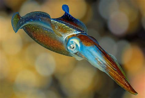 Will Squid Soon Rule the Oceans? | Essay | Zócalo Public Square