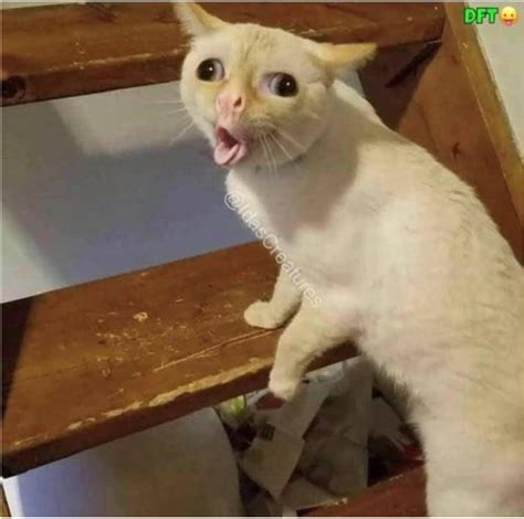 cat coughing Blank Template - Imgflip