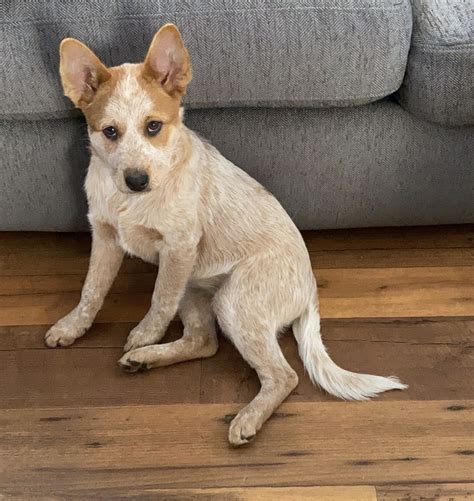 Get White Heeler Puppies For Sale PNG - Nuri Carlos