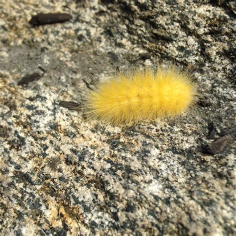 Virginian Tiger Moth Caterpillar (aka Yellow Woolly Bear Caterpillar ...