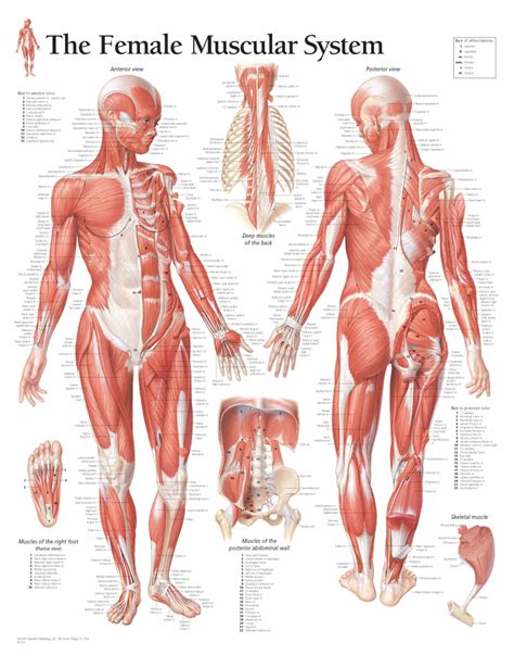 Human Muscles Anatomy