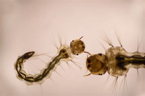 High-speed video captures how cannibalistic mosquito larvae snag their ...