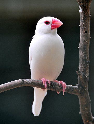 The Java Sparrow, Padda Oryzivora, also known as Java Finch, Java Rice ...