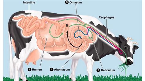 Annotated Digestive Physiology Lecture 1 - YouTube