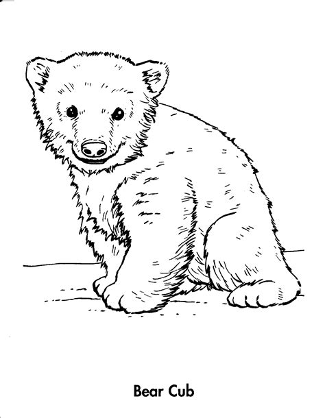 Polar Bear Line Drawing at GetDrawings | Free download