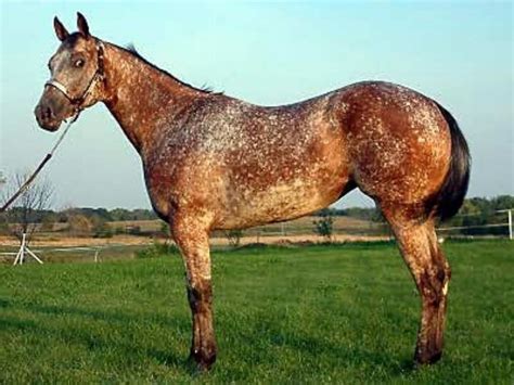 Snowflake Appaloosa | Appaloosa horses, Horses, Unusual horse