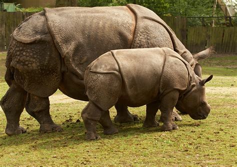 Javan rhinoceros - Alchetron, The Free Social Encyclopedia